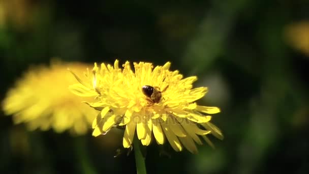 Karahindiba arıya. Arı nektar toplar. — Stok video