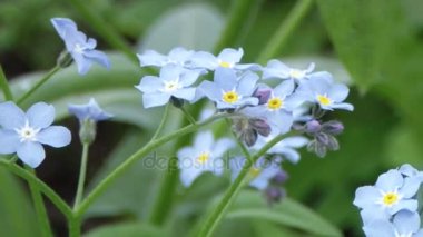 Fakirler unut beni. Küçük çiçekler. Myosotis .