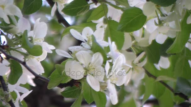 İlkbaharda çiçek açan bir elma ağaçlarının. Malus. — Stok video