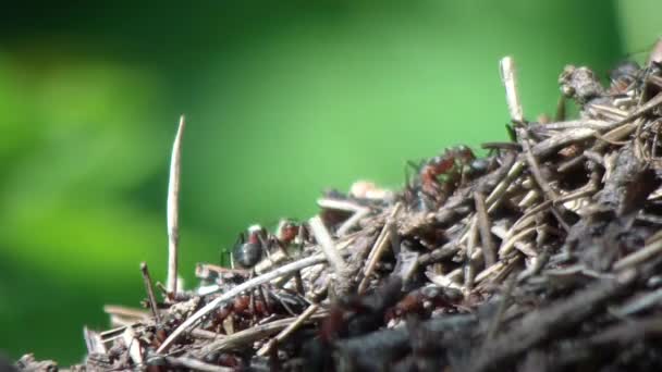 Formigas a andar. Trabalho de formigas . — Vídeo de Stock