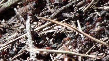 Bahar ormandaki karıncalar koloni ile büyük karınca yuvası.