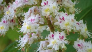 Çiçekli dallar kestane ağacının. Anadolu kestanesi.