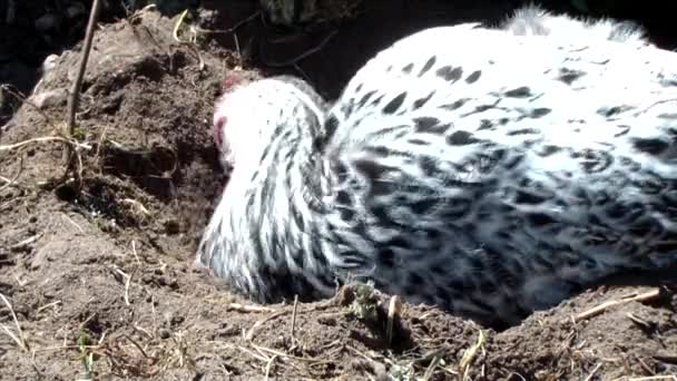 Pollo bianco che prende un bagno di sabbia — Video Stock