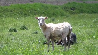 Doğa çayır üzerinde koyun. Açık tarım.