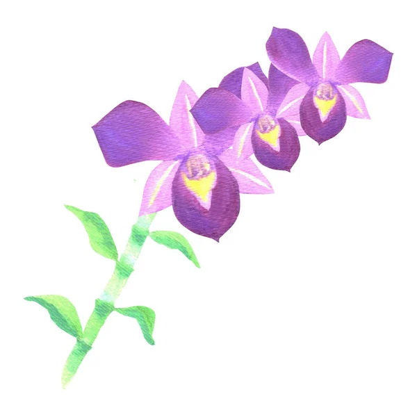 Фиолетовый Стебель Орхидеи Дендробиума Листьями Акварели — стоковое фото