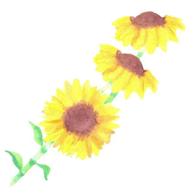 Sunflowers Helianthus Flowers Watercolor Floral Bunch — Stock Photo, Image