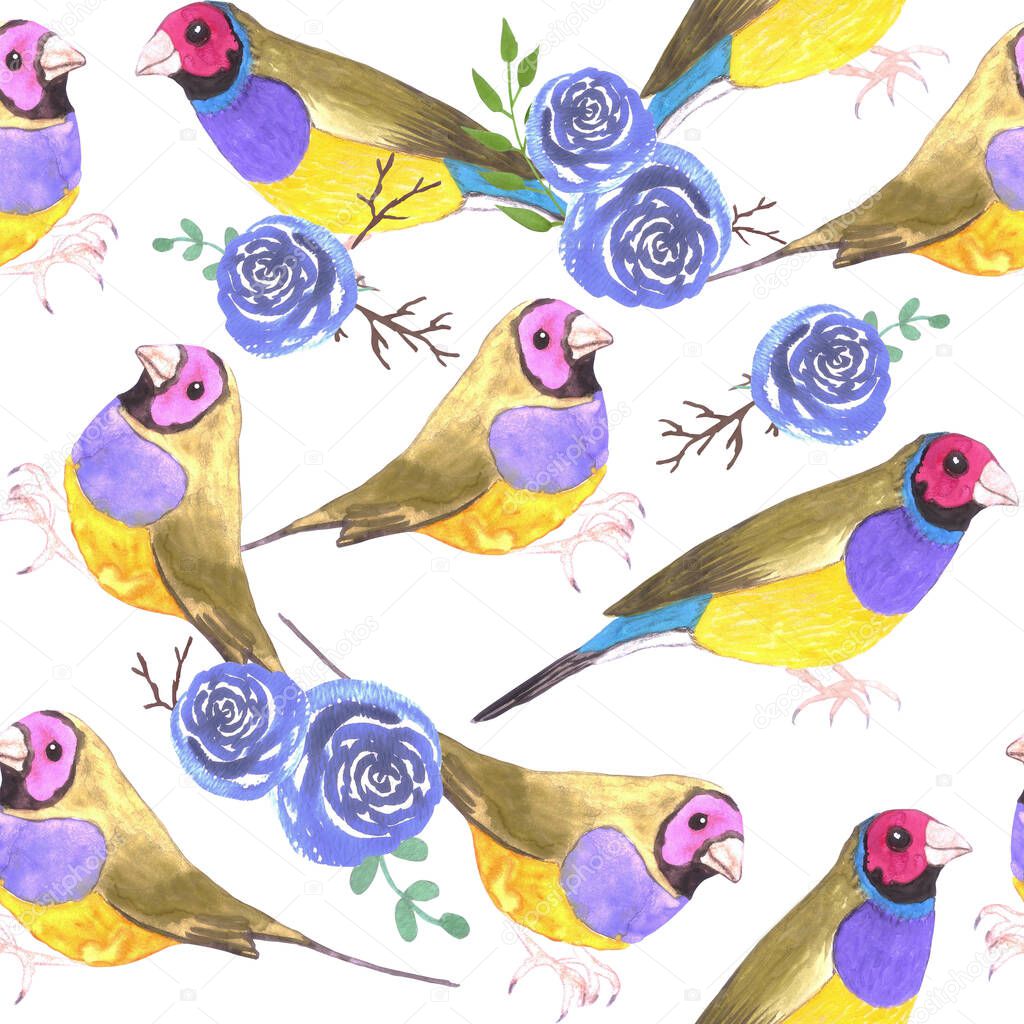 Red headed male Gouldian finches and roses or Erythrura gouldiae bird seamless watercolor birds painting