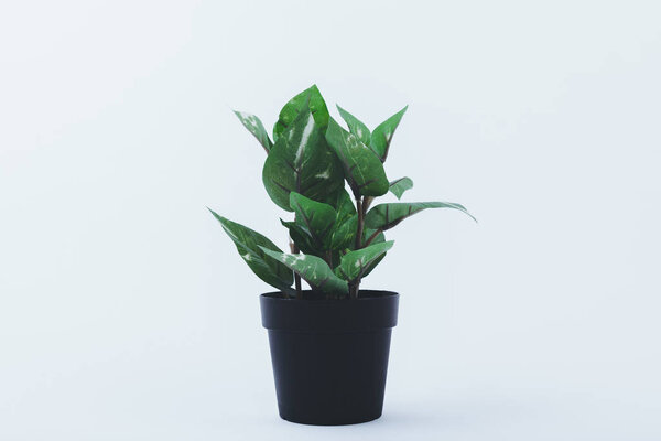 Beautiful flowerpot isolated on white background. With Copy Space for Texts, Perfect for Wallpaper. For designer use. Pastel color.