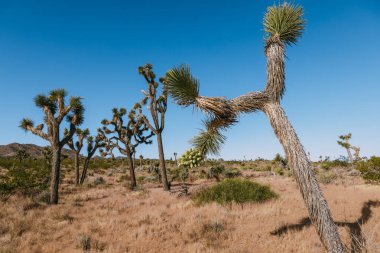 Ulusal park manzarası Joshua Tree, Usa. Fotoğrafta Joshua Tree veya Yucca Brevifolia.