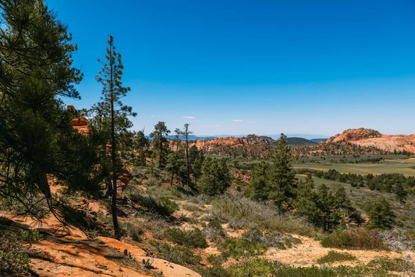 Beautiful landscape. Dry trees on rock slopes. Scenic view of the canyon. Zion National Park, Utah, USA - Image — Stock Photo, Image