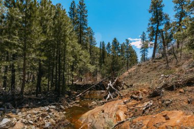 Nehir, geçitin dibinde kırmızı bir kanyon arka planında Zion Ulusal Parkı, Utah