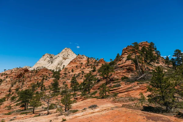 Hoodoo and trees, Zion National Park - Image — Stock Photo, Image