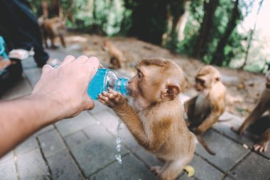Maymun portresi. Maymun biraz dinlensin. Oyalanmak. Şişeden su içiyorum. Tayland