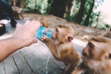 Maymun portresi. Maymun biraz dinlensin. Oyalanmak. Şişeden su içiyorum. Tayland