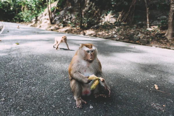 Retrato Mono Mono Cerca Descansa Engañando Comiendo Plátanos Tailandia — Foto de Stock