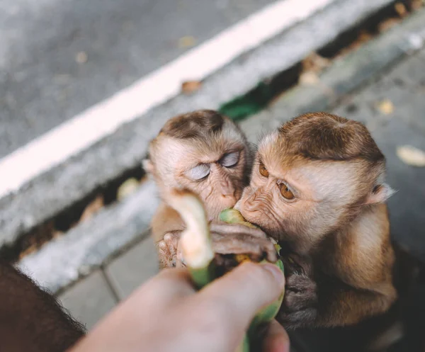 Portrait Singe Gros Plan Singe Reposer Amuse Manger Des Bananes — Photo