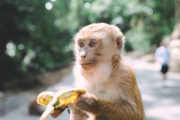 Retrato Mono Mono Cerca Descansa Engañando Comiendo Plátanos Tailandia — Foto de Stock