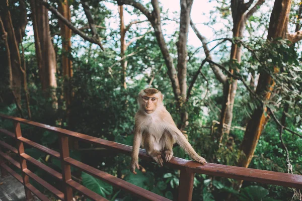 Portrait Monkey Looking Camera Thailand Summer Time — Stock Photo, Image