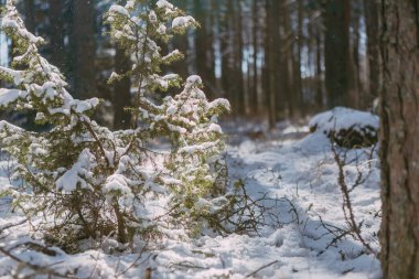 Tatlı beyaz ve kahverengi bir kral Charles Spaniel, karla kaplı bir ormanlık alanda duruyor..