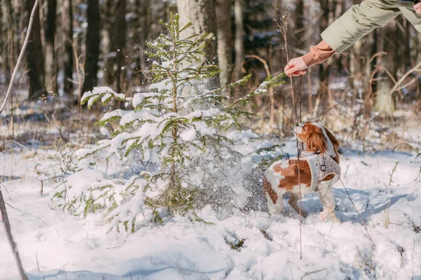 Cute White Brown King Charles Spaniel Standing Snow Covered Woodland — стоковое фото