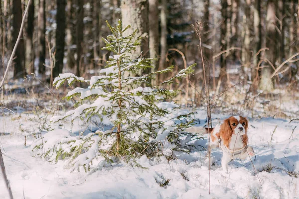 Cute White Brown King Charles Spaniel Standing Snow Covered Woodland — Stock Photo, Image