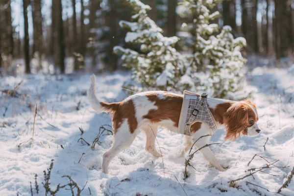 Rei Bonito Branco Marrom Charles Spaniel Cenário Floresta Coberta Neve — Fotografia de Stock