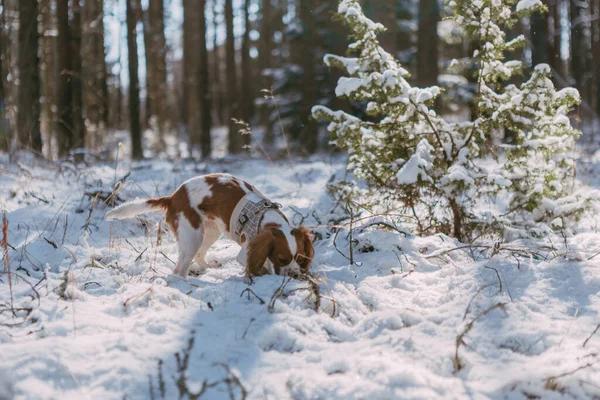 Ein Niedlicher Weißer Und Brauner König Charles Spaniel Der Einer — Stockfoto