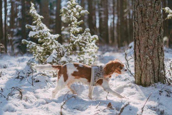 Cute White Brown King Charles Spaniel Standing Snow Covered Woodland — стоковое фото