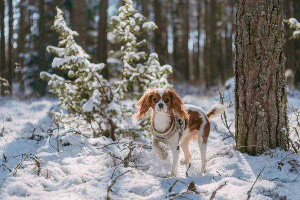 Rei Bonito Branco Marrom Charles Spaniel Cenário Floresta Coberta Neve — Fotografia de Stock