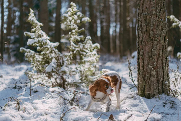 Cute White Brown King Charles Spaniel Standing Snow Covered Woodland — стоковое фото