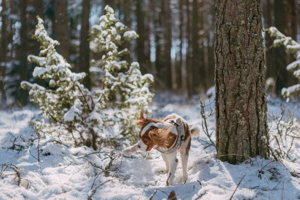 Cute White Brown King Charles Spaniel Standing Snow Covered Woodland — стоковое фото