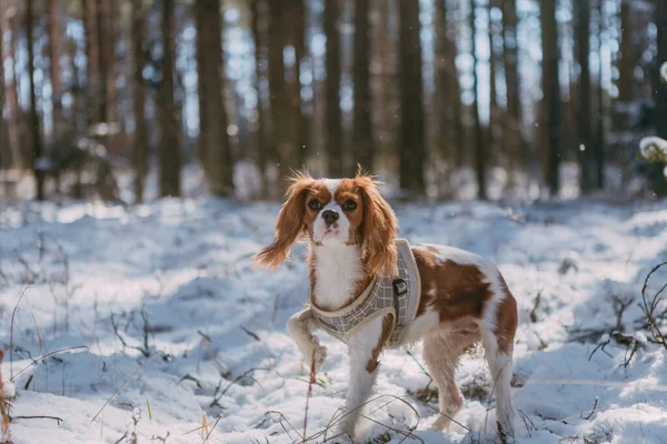 Cute White Brown King Charles Spaniel Standing Snow Covered Woodland — стоковое фото