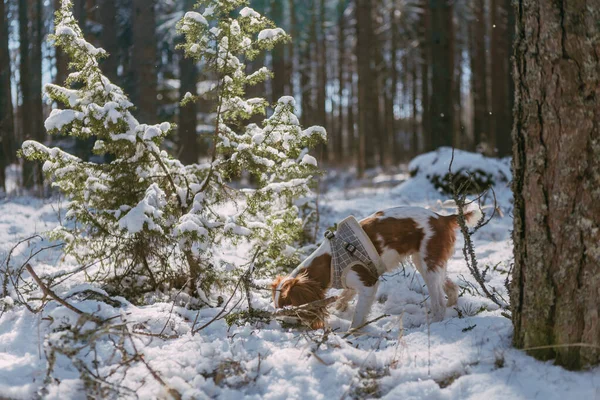 Słodki Biały Brązowy Król Charles Spaniel Stojący Pokrytym Śniegiem Lesie — Zdjęcie stockowe