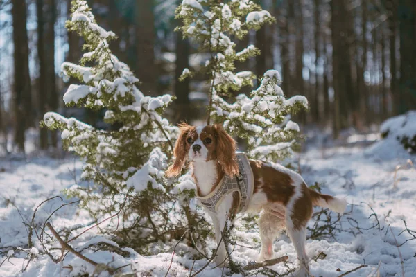 Cute White Brown King Charles Spaniel Standing Snow Covered Woodland — стоковое фото