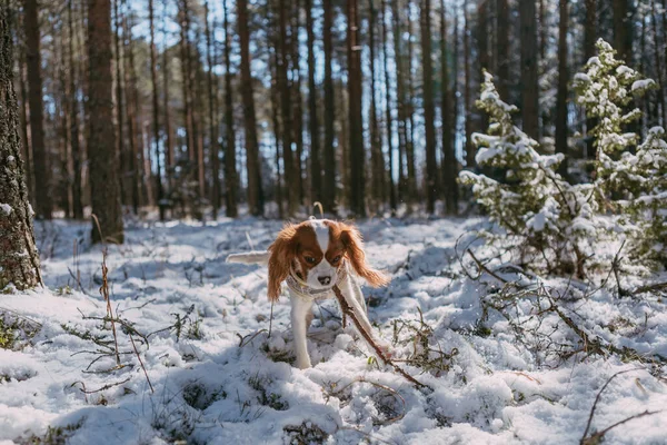 Cute White Brown King Charles Spaniel Standing Snow Covered Woodland — стоковое фото