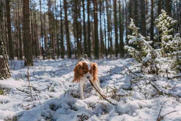 Cute White Brown King Charles Spaniel Standing Snow Covered Woodland — Stock Photo, Image