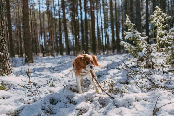 Cute White Brown King Charles Spaniel Standing Snow Covered Woodland — стоковое фото