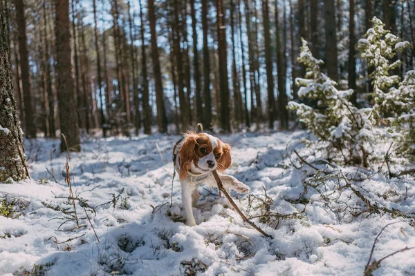 Słodki Biały Brązowy Król Charles Spaniel Stojący Pokrytym Śniegiem Lesie — Zdjęcie stockowe