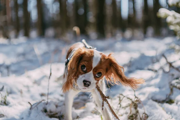 Ein Niedlicher Weißer Und Brauner König Charles Spaniel Der Einer — Stockfoto