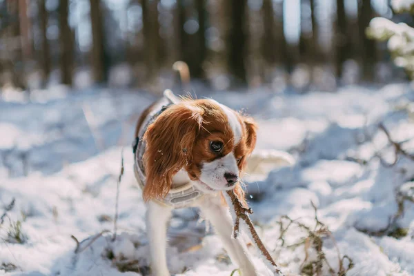 Rei Bonito Branco Marrom Charles Spaniel Cenário Floresta Coberta Neve — Fotografia de Stock