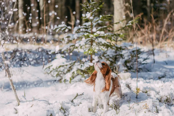 눈덮인 속에서 귀여운 갈색의 스패니얼 — 스톡 사진