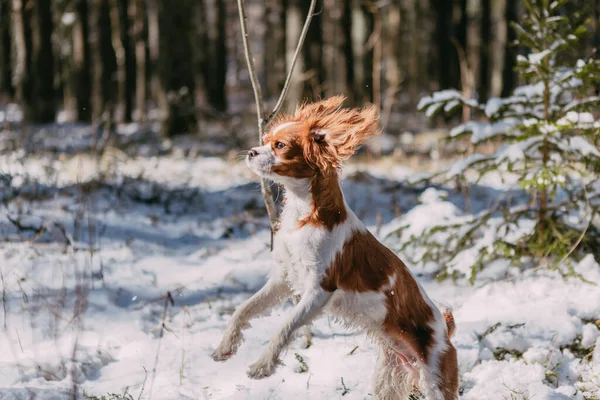 Cute White Brown King Charles Spaniel Standing Snow Covered Woodland — стоковое фото