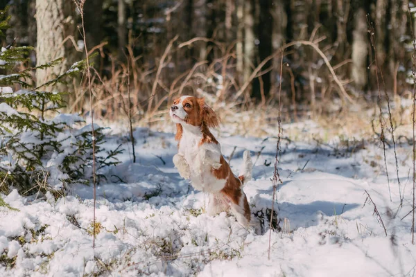 Cute White Brown King Charles Spaniel Standing Snow Covered Woodland — Stock Photo, Image