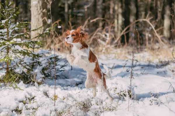 Cute White Brown King Charles Spaniel Standing Snow Covered Woodland — стоковое фото