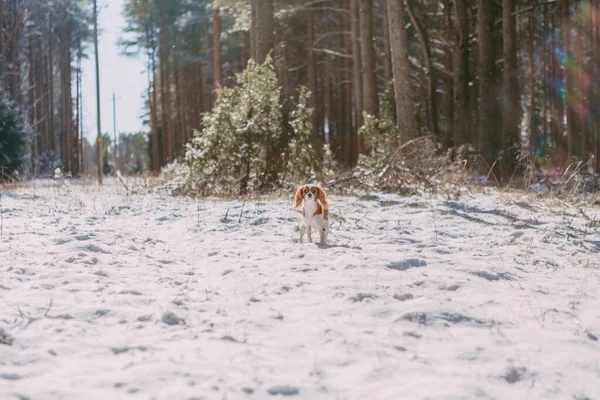 Cute White Brown King Charles Spaniel Standing Snow Covered Woodland — Stock Photo, Image