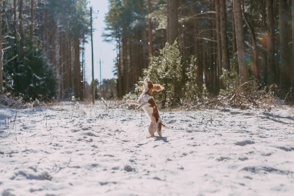 Cute White Brown King Charles Spaniel Standing Snow Covered Woodland — стоковое фото