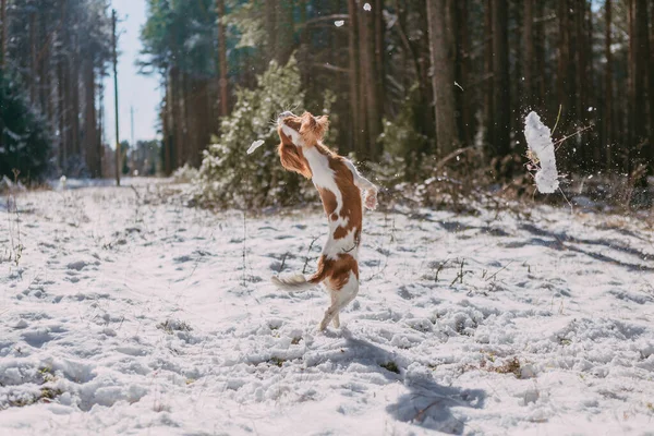 Rei Bonito Branco Marrom Charles Spaniel Cenário Floresta Coberta Neve — Fotografia de Stock