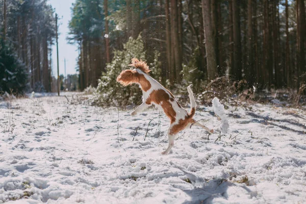 Cute White Brown King Charles Spaniel Standing Snow Covered Woodland — стоковое фото