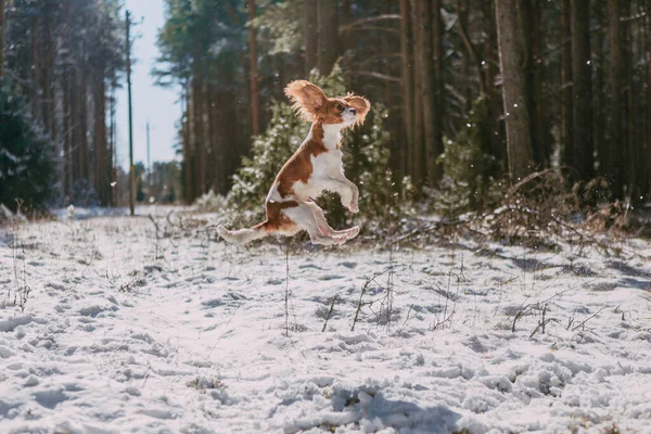 Cute White Brown King Charles Spaniel Standing Snow Covered Woodland — стоковое фото