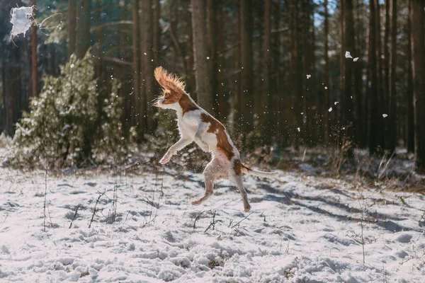 Cute White Brown King Charles Spaniel Standing Snow Covered Woodland — стоковое фото